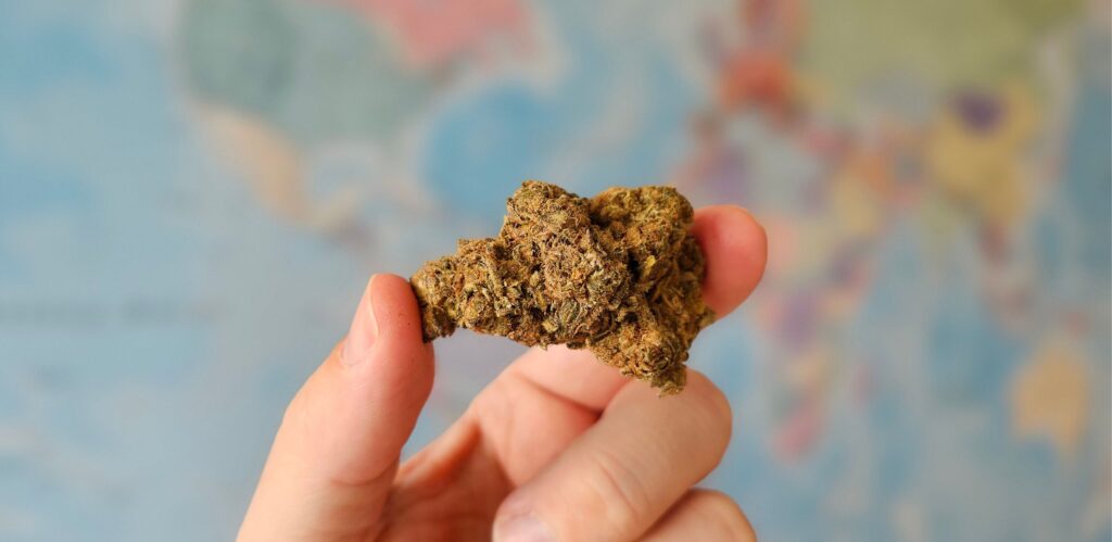 Närbild av en hand som håller en HHC bud med en färgglad världskarta i bakgrunden.